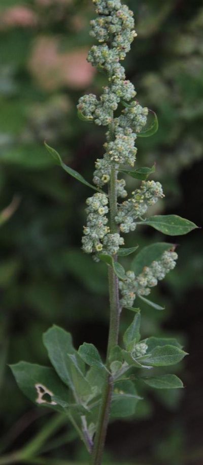 Chenopodium mucronatum, photographed by Tony Rebelo