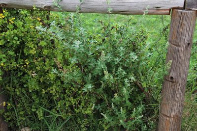 Chenopodium mucronatum, photographed by Tony Rebelo