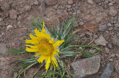 Hymenoxys grandiflora