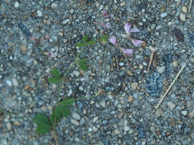 Lespedeza repens, photographed by mefisher
