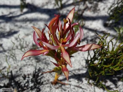 Pachites bodkinii, photographed by Chris Vynbos