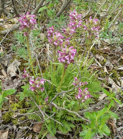Pedicularis sudetica, photographed by Stan Shebs