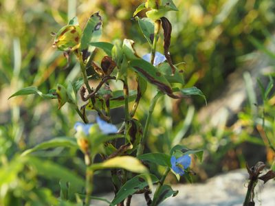 Commelina virginica, photographed by mefisher