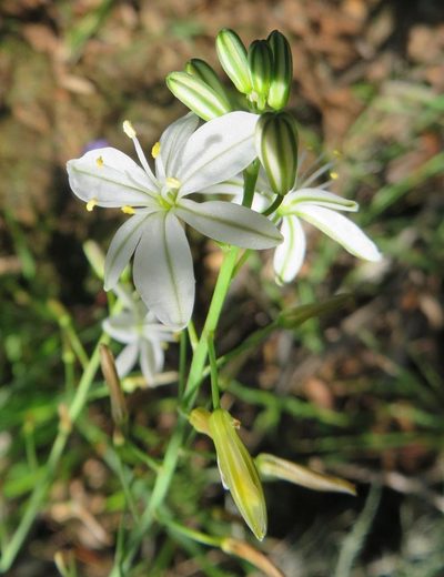 Trachyandra hirsuta, photographed by linkie