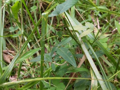 Desmodium paniculatum, photographed by Cecil Smith