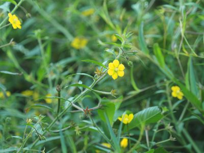 Ludwigia leptocarpa, photographed by mefisher