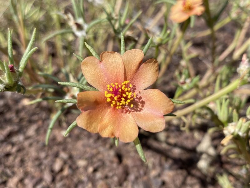 Portulaca suffrutescens, photographed by Daniel McNair
