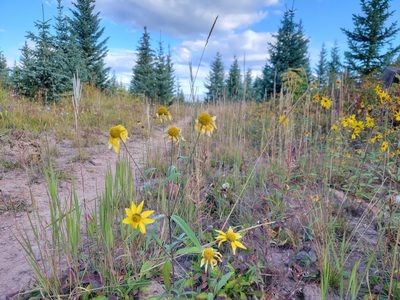 Heliomeris multiflora, photographed by Christine Braaten