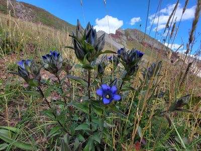 Gentiana parryi, photographed by Christine Braaten
