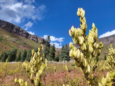Veratrum californicum, photographed by Christine Braaten