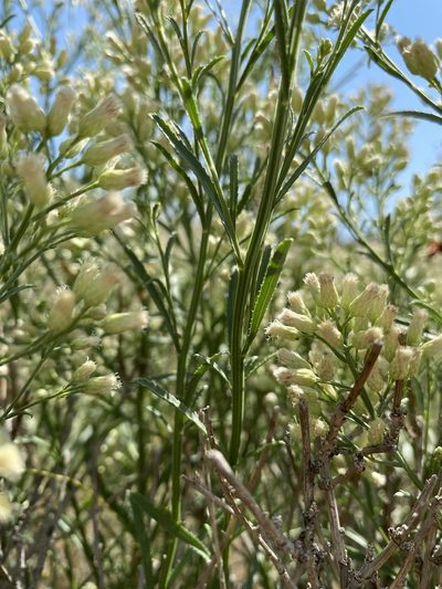 Baccharis thesioides, photographed by Daniel McNair