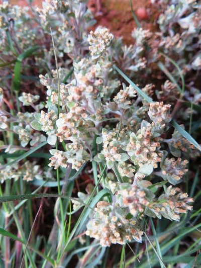 Troglophyton parvulum, photographed by linkie