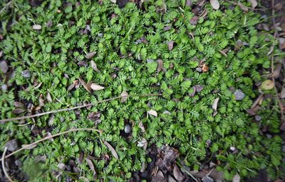 Leptinella nana, photographed by Aalbert Rebergen