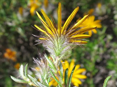 Hirpicium integrifolium, photographed by Di Turner