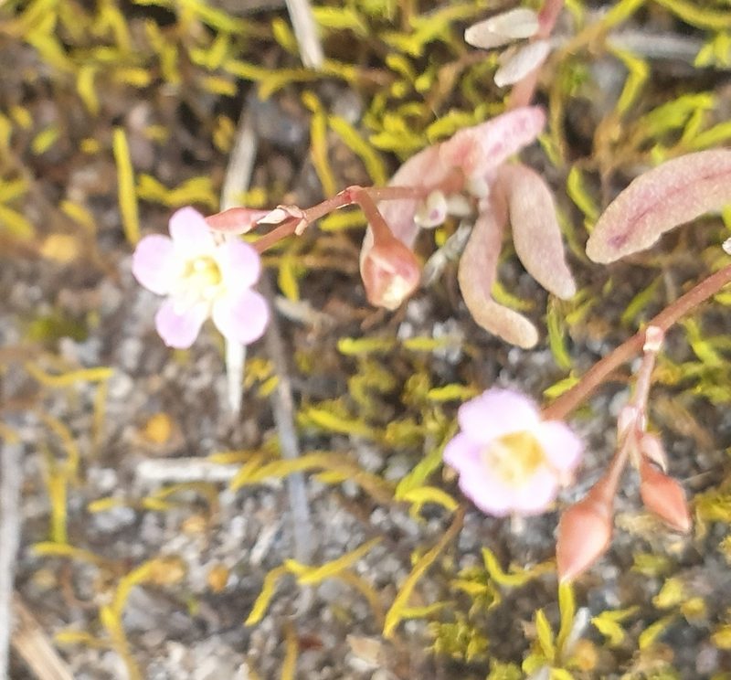 Calandrinia eremaea, photographed by Rosalie Lawrence