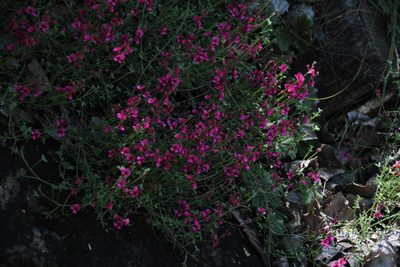 Indigofera complicata, photographed by Tony Rebelo