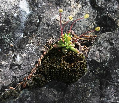 Crassula pubescens, photographed by Tony Rebelo