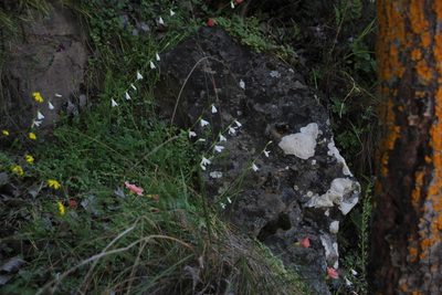 Hesperantha radiata, photographed by Tony Rebelo