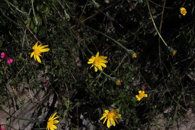 Bolandia pedunculosa, photographed by Tony Rebelo