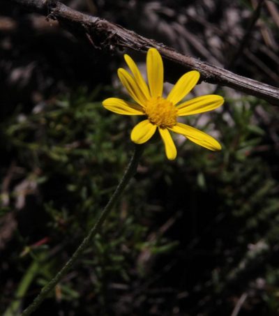 Bolandia pedunculosa, photographed by Tony Rebelo