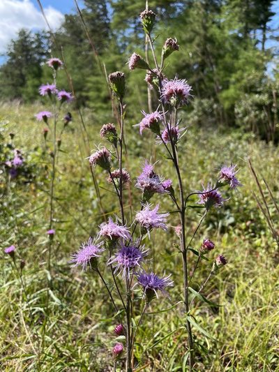 Liatris borealis, photographed by Mike Heine