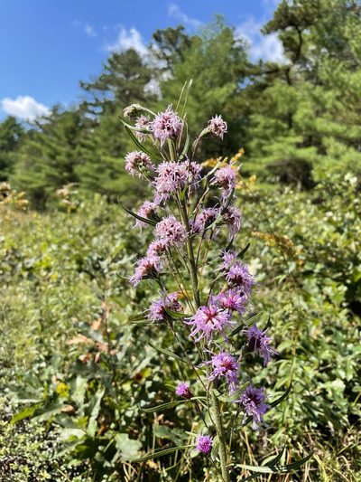 Liatris borealis, photographed by Mike Heine