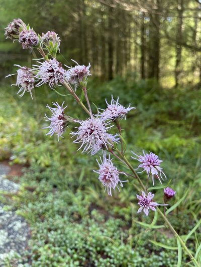 Liatris borealis, photographed by Mike Heine