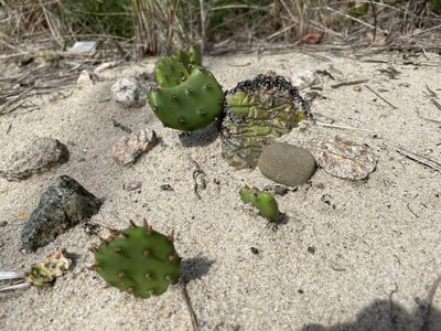 Opuntia humifusa, photographed by Mike Heine