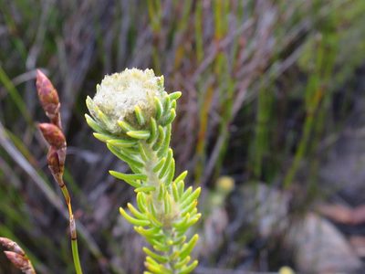 Phylica nigromontana, photographed by Di Turner
