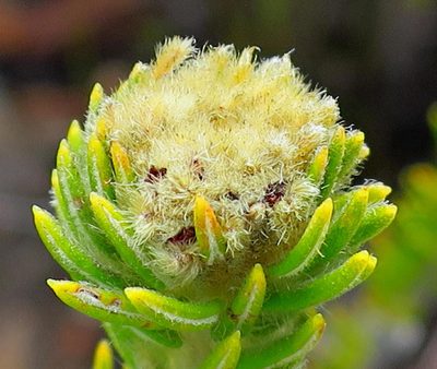 Phylica nigromontana, photographed by Di Turner