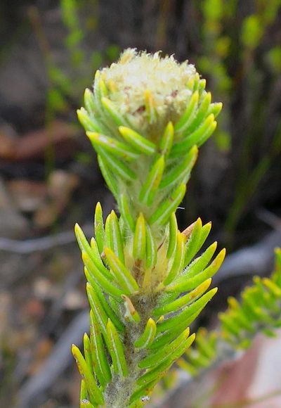 Phylica nigromontana, photographed by Di Turner