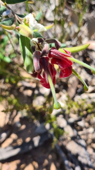 Grevillea arenaria, photographed by Vale Jenny Conolly
