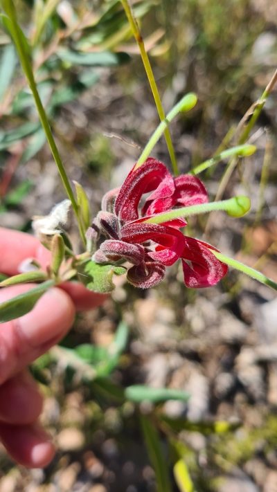 Grevillea arenaria, photographed by Vale Jenny Conolly