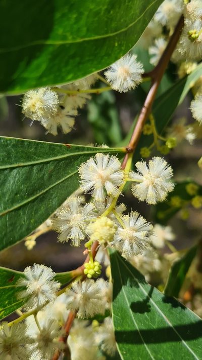 Acacia binervata, photographed by Vale Jenny Conolly