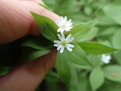 Silene menziesii, photographed by Ellyne Geurts