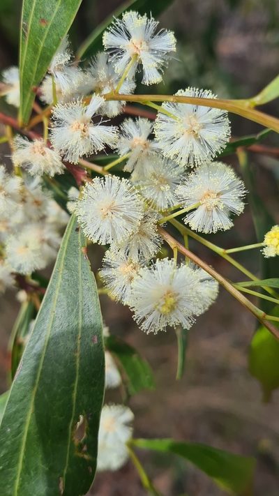 Acacia binervata, photographed by Vale Jenny Conolly