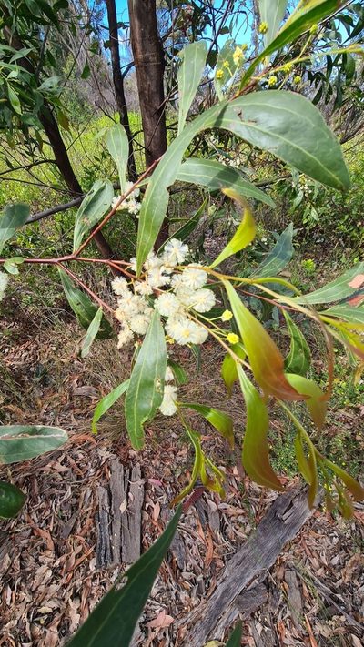 Acacia binervata, photographed by Vale Jenny Conolly
