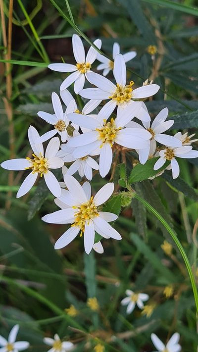Olearia erubescens, photographed by Vale Jenny Conolly