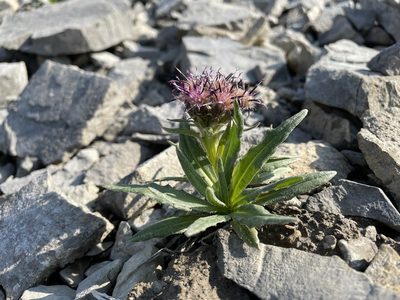 Saussurea nuda, photographed by rosaceae_roberts