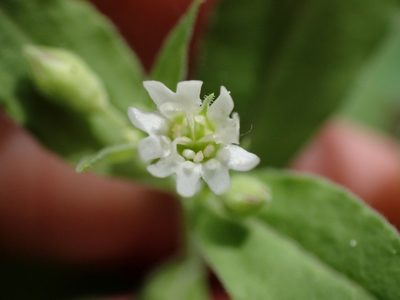 Silene menziesii, photographed by Ellyne Geurts