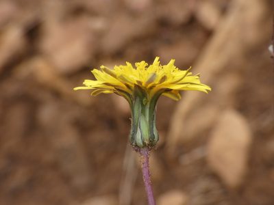 Sonchus bulbosus, photographed by Yves Bas