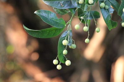 Acronychia pedunculata, photographed by Agnes Trekker
