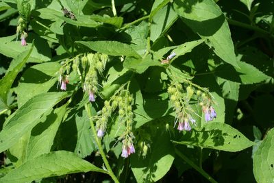 Symphytum asperum, photographed by Oleg Kosterin