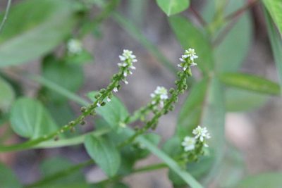 Salomonia cantoniensis, photographed by Agnes Trekker
