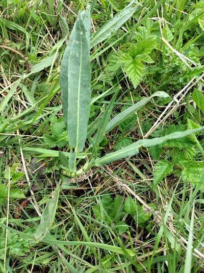 Rumex salicifolius, photographed by Rolando