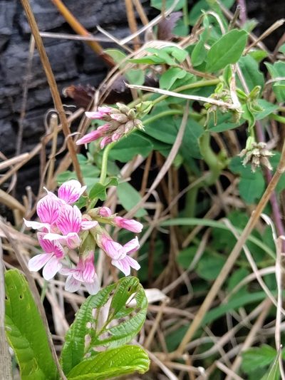 Hosackia rosea, photographed by Rolando