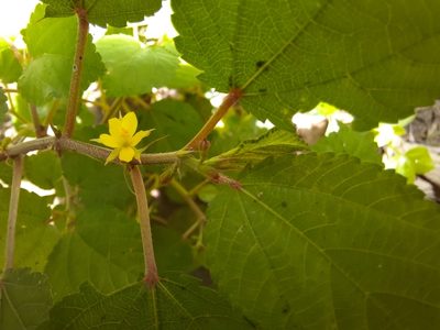 Corchorus aestuans, photographed by মহা বিদ্রোহী BUT রণ ক্লান্ত