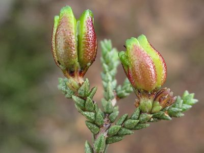 Diosma apetala, photographed by Di Turner
