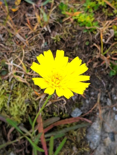 Tolpis staticifolia, photographed by Denys Vynokurov