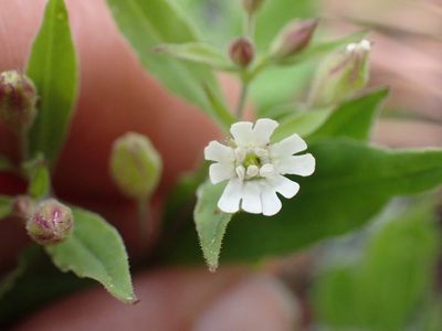 Silene menziesii, photographed by Ellyne Geurts
